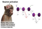 Neutron activation Monkey sees a nuclear process used to analyze element concentrations in diverse materials. neutron Target 2X Neutron capture Compound nucleus A+1 Z Prompt gamma radiation PGAA A+1 Z B-particle Radioactive decay A+1X* Decay gamma radiation NAA A+1 Z+1