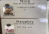 SPOINGUS Nice Cat of the Week: cuddled nicely Naughty Cat of the Week: bit my ass BINGUS