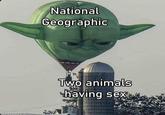 National Geographic Two animals having sex