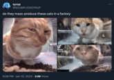 syrup @SCUMFUCKSYRUP do they mass-produce these cats in a factory 9:58 PM Jan 10, 2024 · 3.1M Views 15 kTok petefhecat