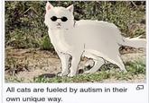 811 All cats are fueled by autism in their own unique way. D
