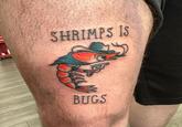SHRIMPS IS BUGS