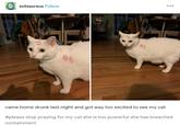 came home drunk last night and got way too excited to see my cat