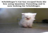 Schrödinger's Cat has escaped from the box using Quantum Tunneling and is now looking for Schrödinger.