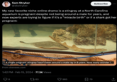 Sam Stryker @sbstryker My new favorite niche online drama is a stingray at a North Carolina aquarium is pregnant despite not being around a male for years, and now experts are trying to figure if it's a "miracle birth" or if a shark got her pregnant: A single pregnant stingray hasn't been around a male ray in 8 years. Now many wonder i... From cbsnews.com 1:42 PM. Feb 15, 2024 77.3K Views 6 63 Subscribe 985 79 ↑