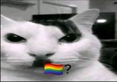 Führer cat 🌈? ?
