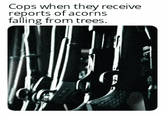 Gear up fellas, we got a live one | /r/dankmemes Cops when they receive reports of acorns falling from trees.
