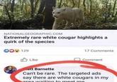 NATIONALGEOGRAPHIC.COM Extremely rare white cougar highlights a quirk of the species 129 Like 17 Comments Comment Matt Barnette Can't be rare. The targeted ads say there are white cougars in my area waiting to meet me