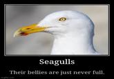Seagulls Their bellies are just never full. imgflip.com
