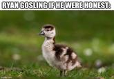 Hahaha he’s a DUCK get it?!?  (only retars will understand)  | /r/okbuddyretard RYAN GOSLING IF HE WERE HONEST: imgflip.com