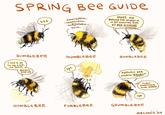SPRING Bee GUIDE bzz hmmrzZbzm... ... bzzmrmhmm... mm BZzhmhm... bzrm... Meet me Behind THe wisteria in 20 minutes foR an ASS-KICKING MUMBLEBee RUMBLEBEE BUMBLEBee I owe it all to my Lord and SAVIOr, Beezus CHRISt Cope Daffodils are F-----' B------- PLANT SomeTHING ELSE, KAREN ugh Humblebee Fumblebee GRUMBLEBEе mecoNis 24