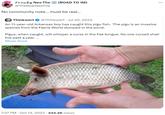 Freaky Neo The (ROAD TO 1M) @TheRealNeoThe No community note... must be real... Thinkwert @Thinkwert Jul 20, 2023 An 11-year-old Arkansas boy has caught this pigu fish. The pigu is an invasive species from the Faerie World dumped in the pond. Pigus, when caught, will whisper a curse in the Fae tongue. No one cursed shall live past a year.... Show more . 7:37 PM Oct 13, 2023 · 434.4K Views