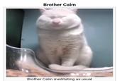 Brother Calm Brother Calm meditating as usual