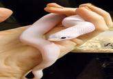 Pink Snake Li