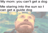 My mom: you can't get a dog Me staring into the sun so I can get a guide dog