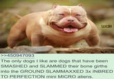 BULLYSES SOCIO >>450947093 The only dogs I like are dogs that have been SMASHED and SLAMMED their bone girths into the GROUND SLAMMAXXED 3x INBRED TO PERFECTION mini MICRO aliens.