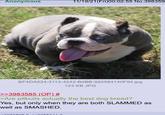 Anonymous 11/19/21(Fri)00:02:55 No.398359 BF4DA524-3114-4242-B0BB-920584140F94.jpg >>3983585 (OP) # 123 KB JPG >Are pitbulls actually the best dog breed? Yes, but only when they are both SLAMMED as well as SMASHED. 2026241 #