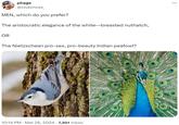 phage @clubmoss MEN, which do you prefer? The aristocratic elegance of the white-breasted nuthatch, OR The Nietzschean pro-sex, pro-beauty Indian peafowl? 10:14 PM · Mar 26, 2024 7,301 Views