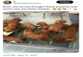 @ASHAtheCreator Follow Bruh, my fat ass thought these puppies was some nice ass fried chicken. 2:25 PM ⚫ May 12, 2014 @上海森森宠物店 weibo.com/u/5036288455
