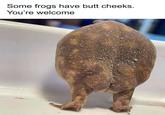 Some frogs have butt cheeks. You're welcome