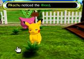 Pikachu noticed the Weed.