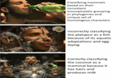 Sprite Classifying mammals based on their consistent monophyletic grouping in phylogenies and unique set of homologous characters Incorrectly classifying the platypus as a fish because of its aquatic adaptations and egg- laying Correctly classifying the coconut as a mammal because it has hairs and produces milk