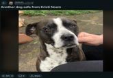 Safe Dog 235 ป r/pitbulls 1 day ago DarknessFollower79 Another dog safe from Kristi Noem 6 ↑ Share