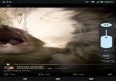 6:14 4*76% 42 Tweets of Cats @TweetsOfCats 2h Follow Cat chase POV Q176 TikTok @.gcj 1.7K 13K 80