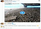 Tweets of Cats Apr 25, 2024 @PostsOfCats - Follow Cat chase POV TikTok @ih.gcj Watch on X Hc animals @hc_animals. Follow This is like a police chase captured by a body camera 6:30 PM Apr 25, 2024 X