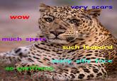 WOW very scars much spots such leopard many sil ace so Benthead