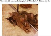 Tiny rabbit is obsessed with giant girlfriend who's 4 times his size Kristen Warfield 3 days ago