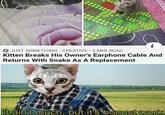 JUST SOMETHING - CREATIVE 2 MIN READ Kitten Breaks His Owner's Earphone Cable And Returns With Snake As A Replacement It ain't much, but it's honest work