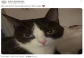 daisy buchanan @whatgreenlight My cat with homophobia in her eyes 9:03 PM Dec 24, 2023 1,445 Views