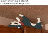 sometimes i don't understand my cat