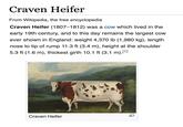 Craven Heifer From Wikipedia, the free encyclopedia Craven Heifer (1807-1812) was a cow which lived in the early 19th century, and to this day remains the largest cow ever shown in England: weight 4,370 lb (1,980 kg), length nose to tip of rump 11.3 ft (3.4 m), height at the shoulder 5.3 ft (1.6 m), thickest girth 10.1 ft (3.1 m).[1] Craven Heifer
