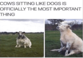 COWS SITTING LIKE DOGS IS OFFICIALLY THE MOST IMPORTANT THING