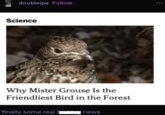 doubleipa Follow Science Why Mister Grouse Is the Friendliest Bird in the Forest finally some real fi news