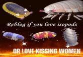 Reblog if you love isopods OR LOVE KISSING WOMEN