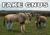 FAKE GNUS