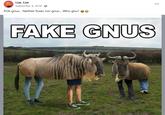 Liar, Liar September 4, 2018 · → FOX gnus... Neither foxes nor gnus... Who gnu? FAKE GNUS
