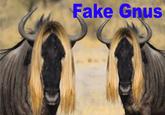 Fake Gnus