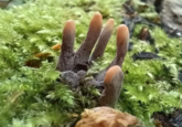 Dead Man's Fingers Mushrooms