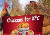 Chickens for KFC tucky Fried Chicks