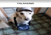 TALAHUND CapCut