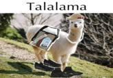 Talalama