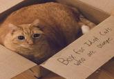 who are orange Box for Idiot Cats