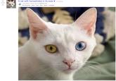 1699 A cat with homophobia in its eyes ♥ (i.redd.it) submitted 3 years ago by NotWurrmm 99 comments share save hide report crosspost
