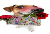 ¿QUIERES Mi NOVIDI