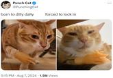 Punch Cat @PunchingCat born to dilly dally forced to lock in 5:15 PM Aug 7, 2024 · 1.5M Views