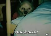 "Hide & Seek"